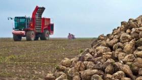 Доля отечественных семян сахарной свёклы выросла почти втрое – НСА